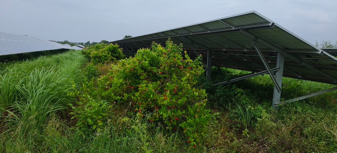 Fruit crops growing beneath elevated solar panels