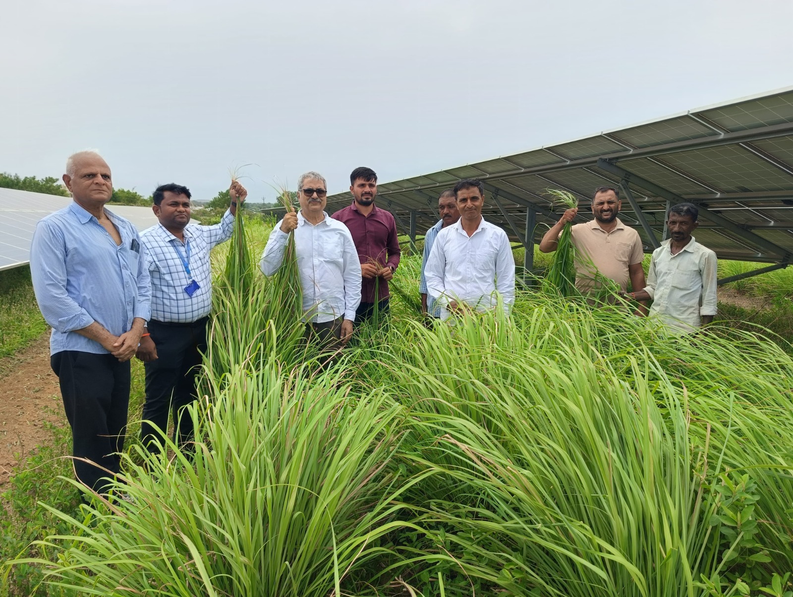Gro Solar Energy team and farmers standing among crops beneath solar panels