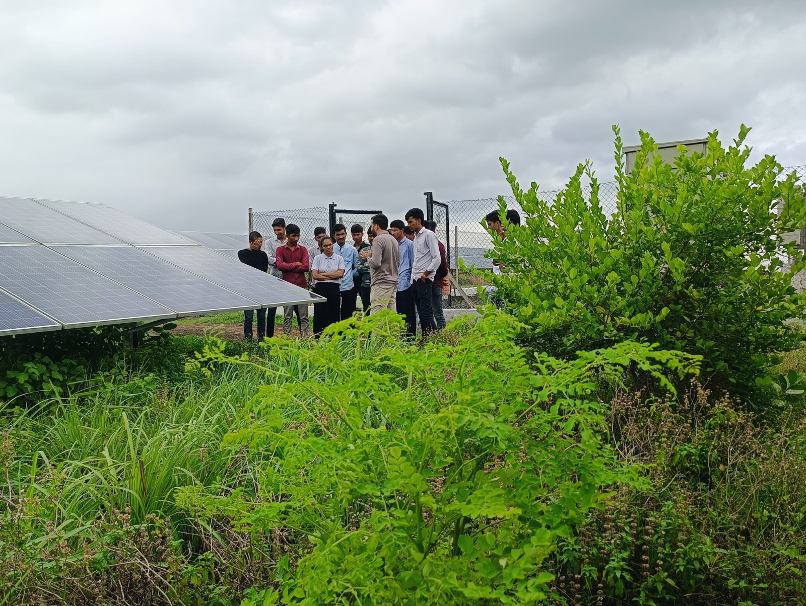 Agriculture growing alongside solar panels